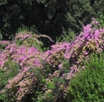 lönesamtal